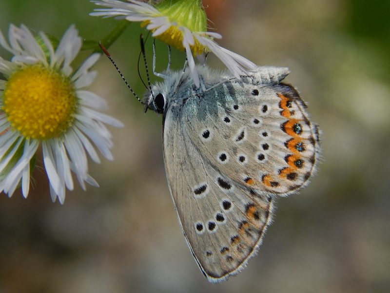 Aiuto ID Plebejus sp.